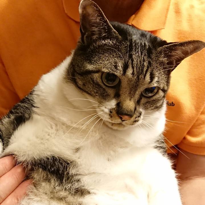 8da803ee e252 49d0 a055 41a3c6db3d2c 1527986081175