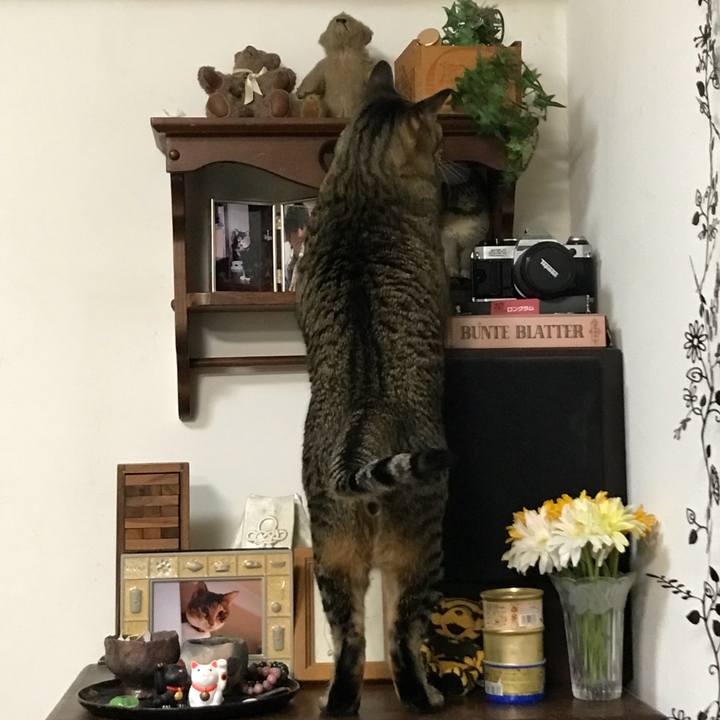 8da91ac8 9c92 416a a294 a67e31c3361d 1517750475563