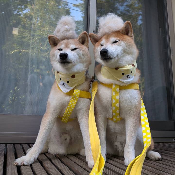 8dac0c50 8359 4095 bce4 3ed17d67b928 1755933861112