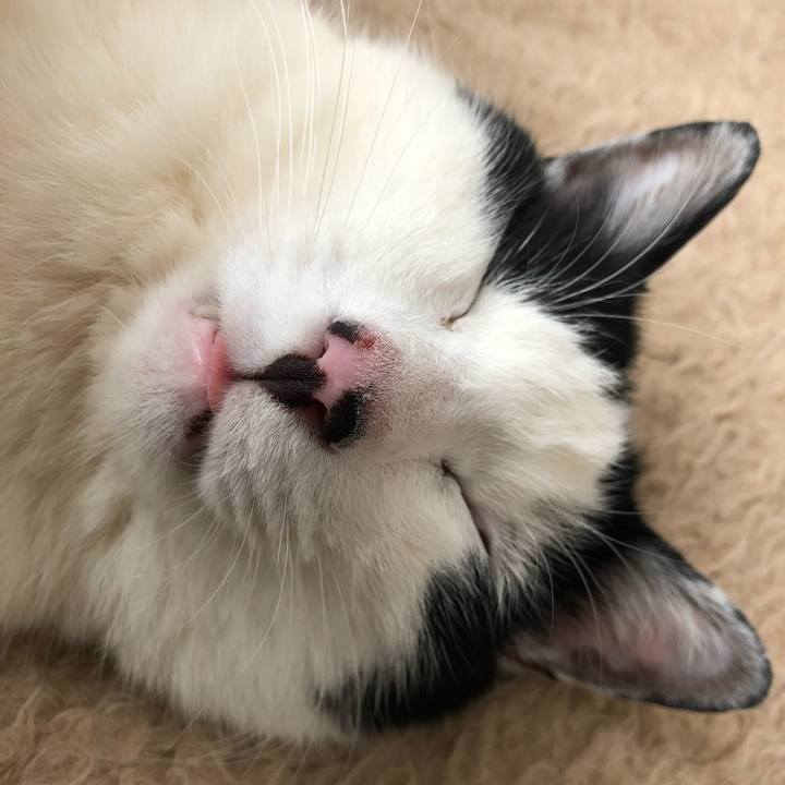 8dac3ae3 71d0 47ed bb1a c55bd6f0a826 1556513966511