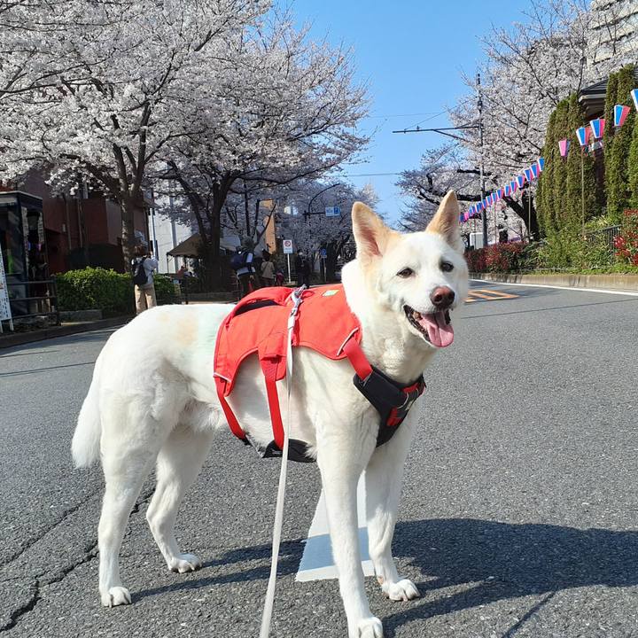 8dac7ed1 e156 41b0 963a 3ca605684608 1774772910097