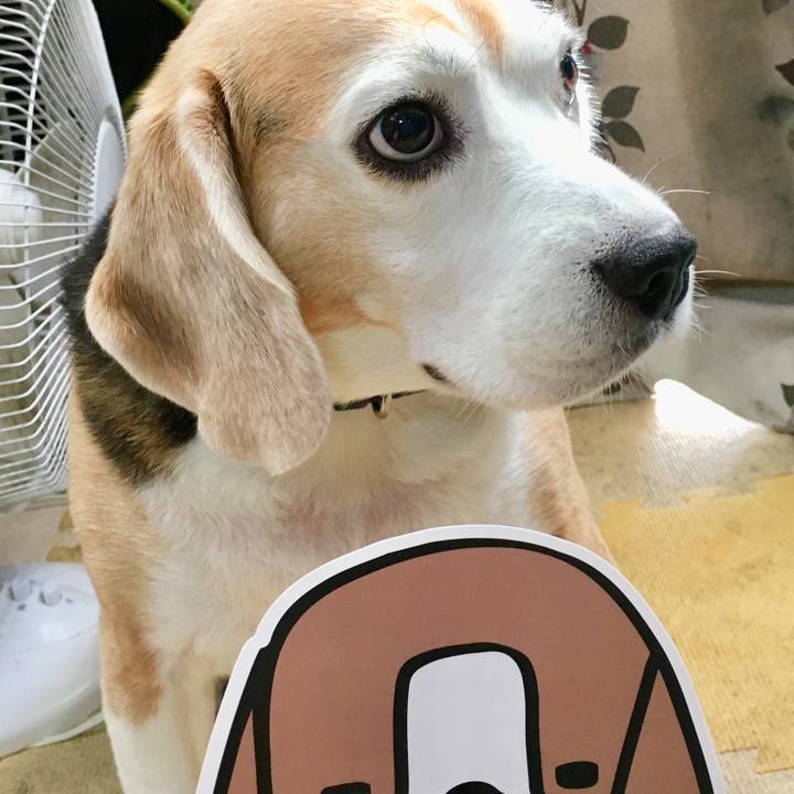 8dad1194 97f1 4691 aacd 87e34e6da4d0 1538544876300