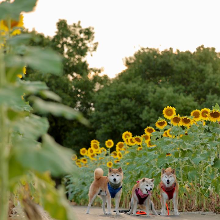 8db418ad cfd8 478a abae ae5b72f880ca 1754667027162