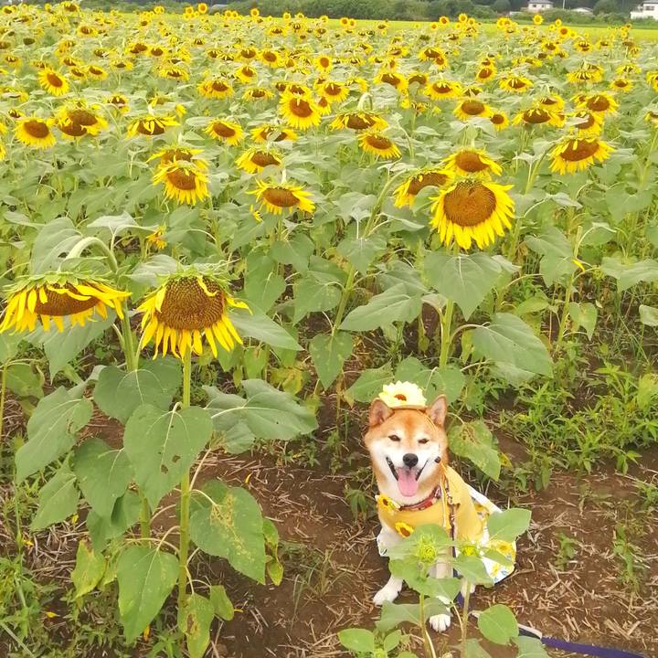 8db5c8b8 a74c 419d 92ed ac7317c2dcad 1692343101516