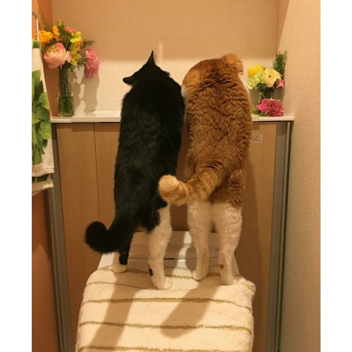 8db790e3 78e7 4ae3 a1de cc3de140045f 1554100962304