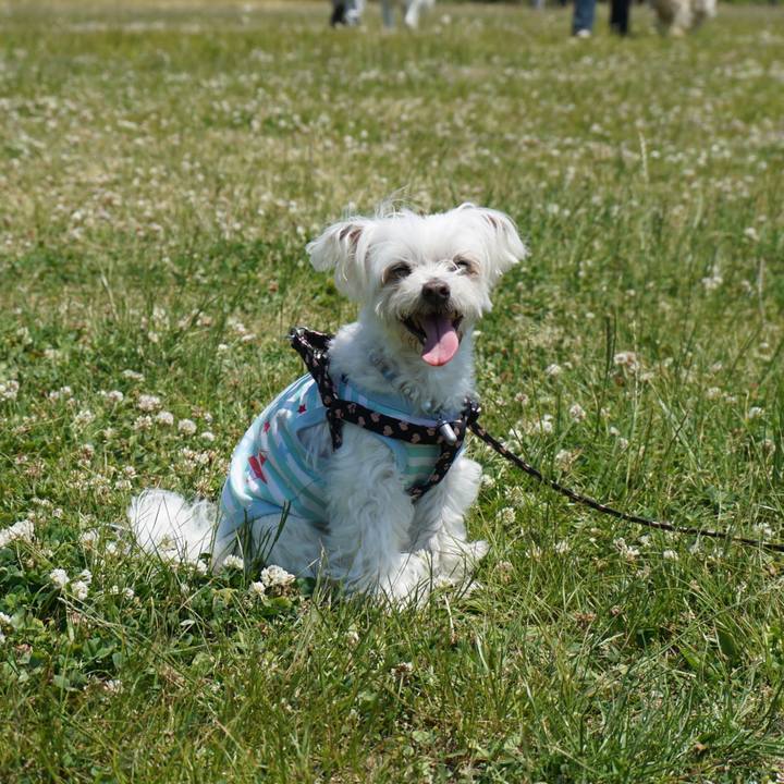 8dba786b b846 4349 9510 8388d1a7d2c3 1528684686950