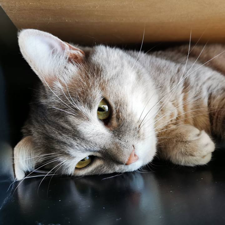 8dba8610 83a9 4027 bb77 2d91b3152ed3 1622606568868