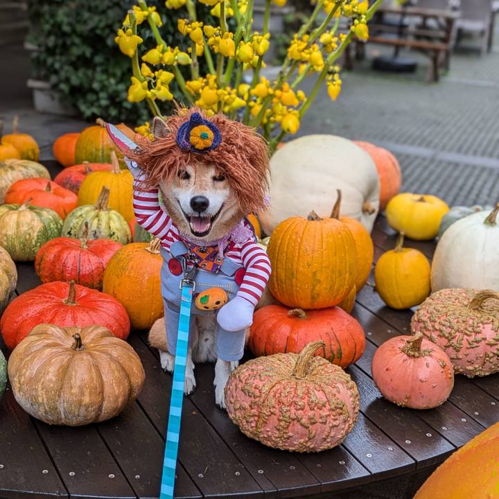 8dc18624 0d8d 4af2 927a 18121f3c2964 1728041923281