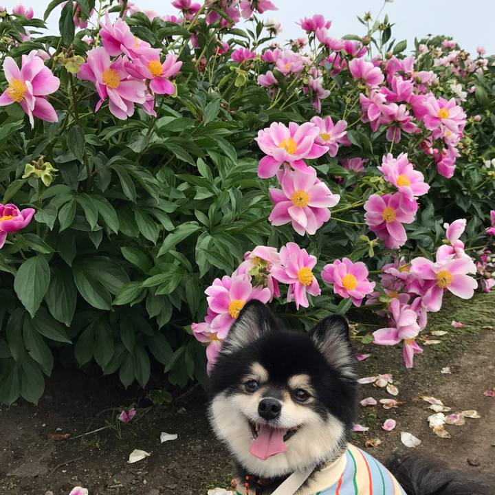 8dc96daa d65f 4a27 8128 1495ff0c37db 1527300561122