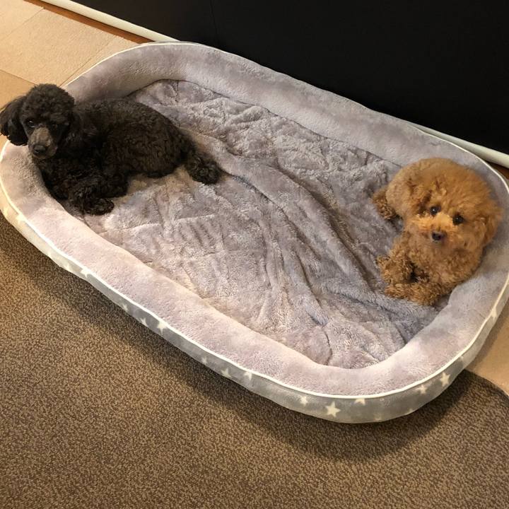 8dc9da80 d83d 4855 8331 2783ec363dc5 1590394741909