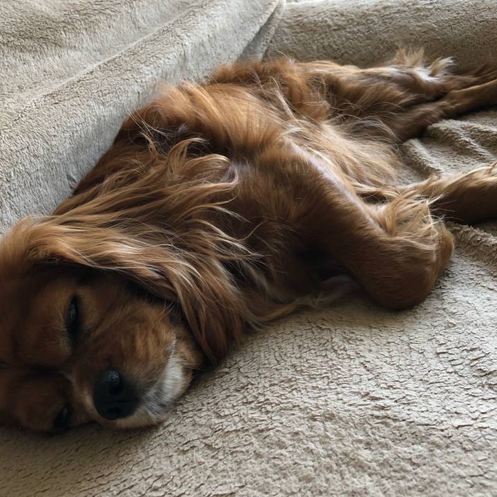 8dca0de8 cc10 4fe2 8fd3 b7638ca2be86 1618226382334