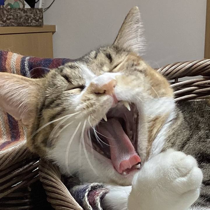 8dca4dbc 10c2 40fd a7d9 6f8caae7d808 1756507655565