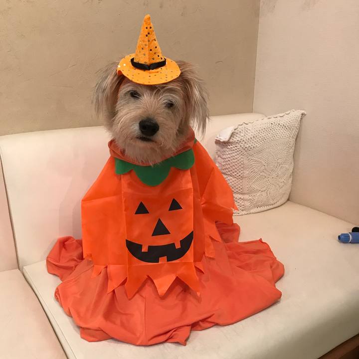 8dcdbed8 6c8e 45cb b557 2d51e793a631 1540820195460