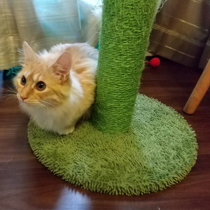 8dcf726c adf0 47fe 98b7 4a0e1612c32b 1622757643248