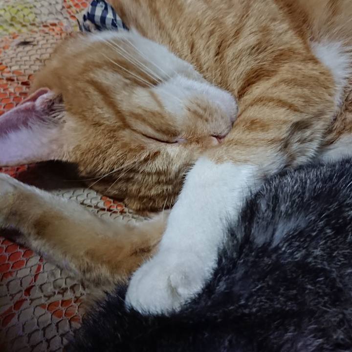 8dcf7aed 7266 4482 bb81 0751b7fc0f57 1573047109833