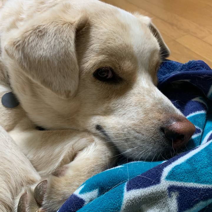 8dd35a0f e4a2 4413 905a ca7c6eb8e425 1542635939857