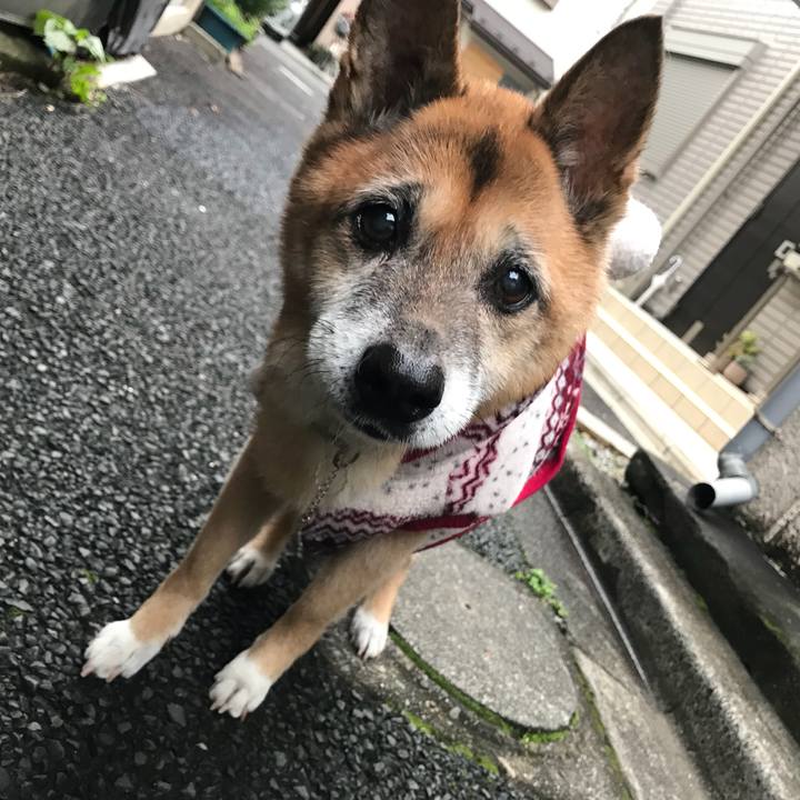 8dd3b809 e391 48ed 8b5d fd9639504c46 1544134382071