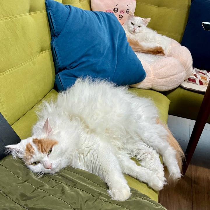 8dd4a248 97ea 430c b090 b294d2d379c4 1764645934691