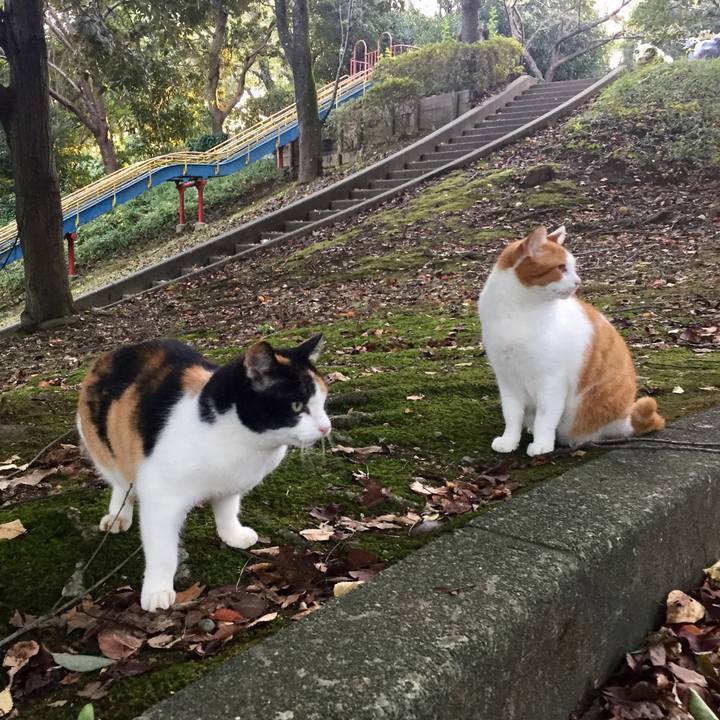 8dd53d0f 60fc 4e9f a230 50bfebfb3cd3 1508768875663