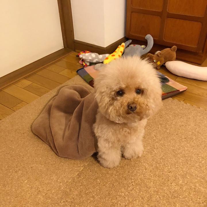 8dd592d8 1932 416c af7a eef7ae9c8578 1524102158345