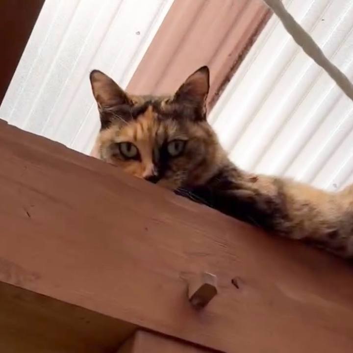 8dd5db7d a101 4907 bbda 75d43293abc6 1761466581210