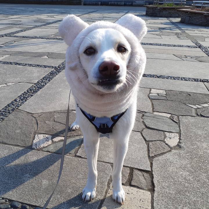 8dd7d2b0 9ce0 4350 86fe ded413d17939 1678321041021