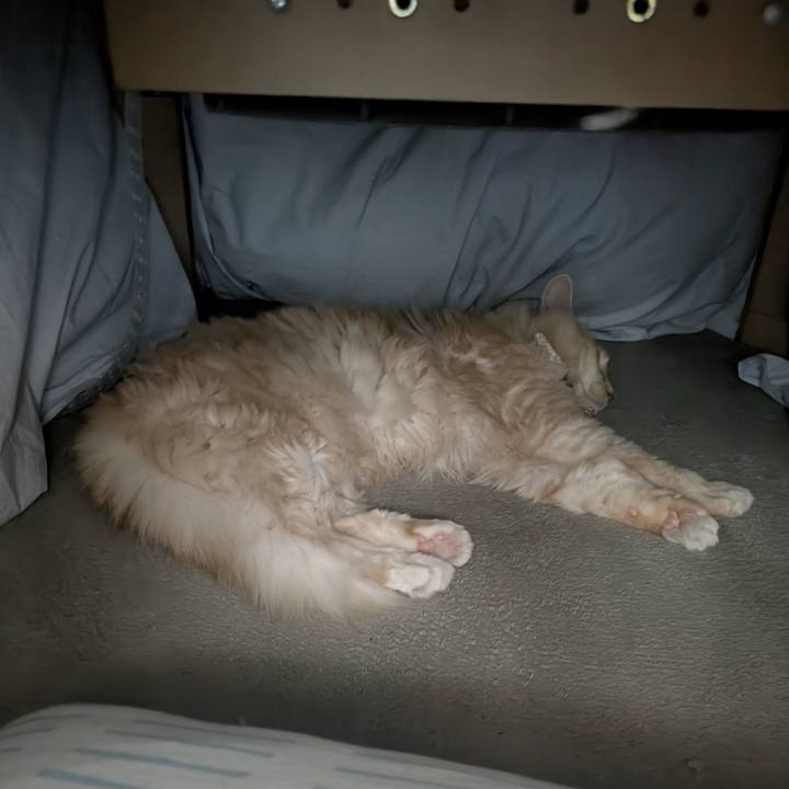 8dd847a0 a592 4c39 9abd 3dfa0f850dd5 1762873592814