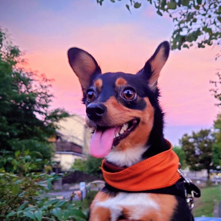 8dd92a66 a682 4d94 a8e4 38c9e812be34 1758880357243