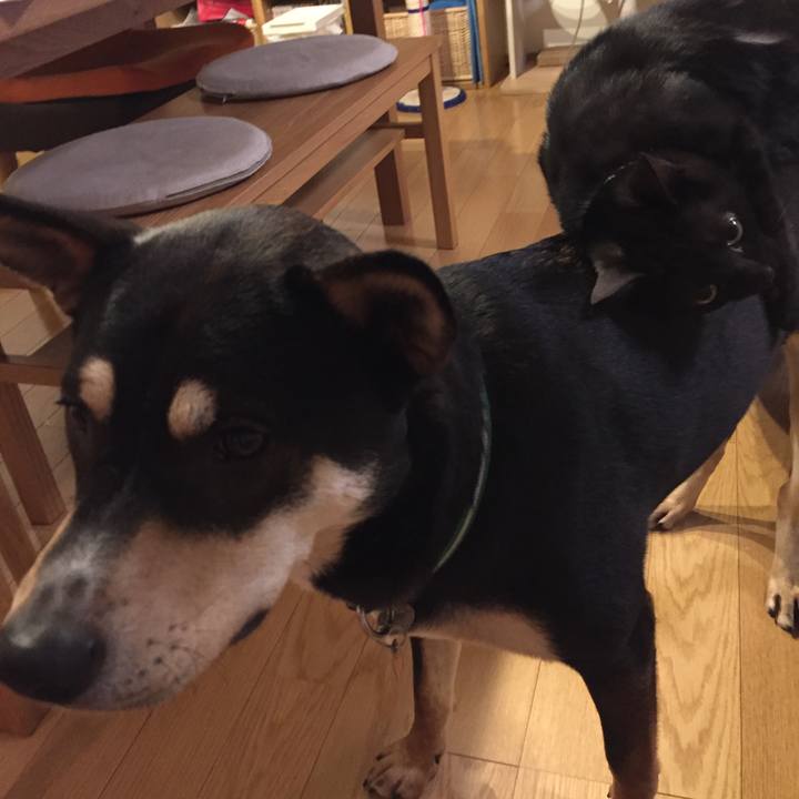 8ddbd7b2 22af 426b 9ae0 e0493a78936a 1517361827784