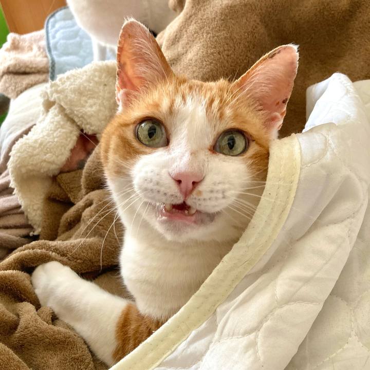 8ddfb0fa d821 4815 a5e3 5a2717c590c0 1654329682799