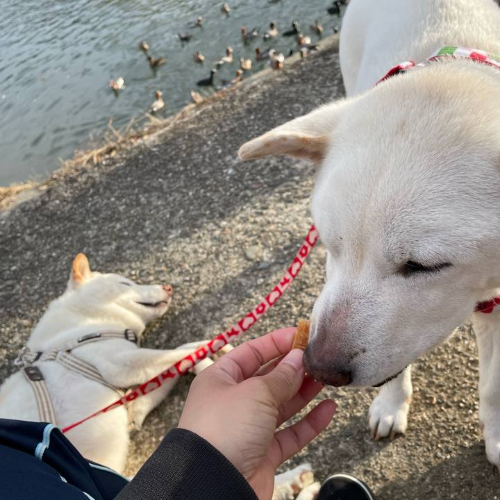 8de05f1f 70ed 4402 9dae 21c803726068 1647782185061