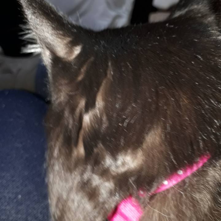 8de2283f d18b 4c45 9a4b 36e2a3e6f1f2 1517869402962