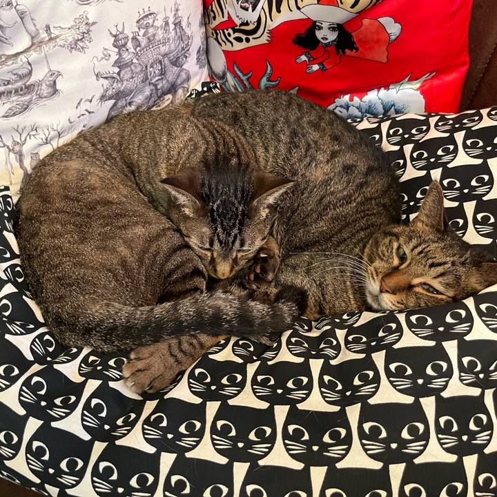 8de6793d 75e8 4042 8b80 5396578c0e3d 1760770555961