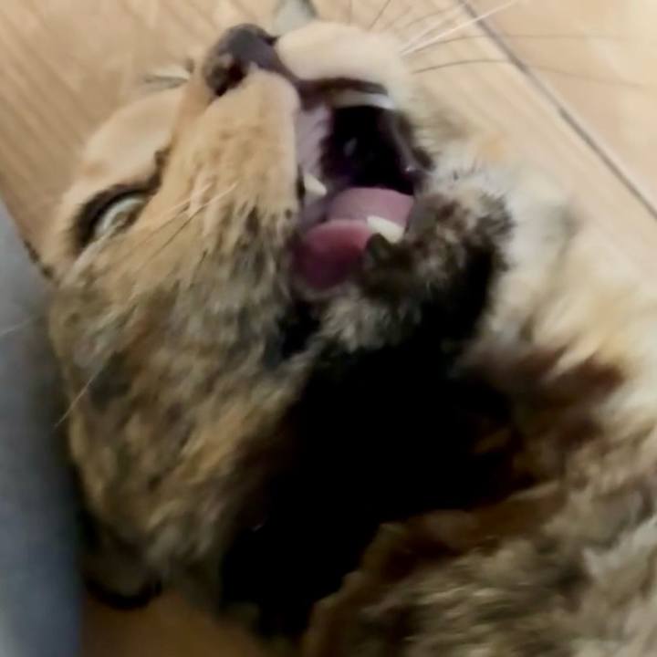 8dee8f50 3fe3 4b1d 932a 8476f4acdb03 1744577904693