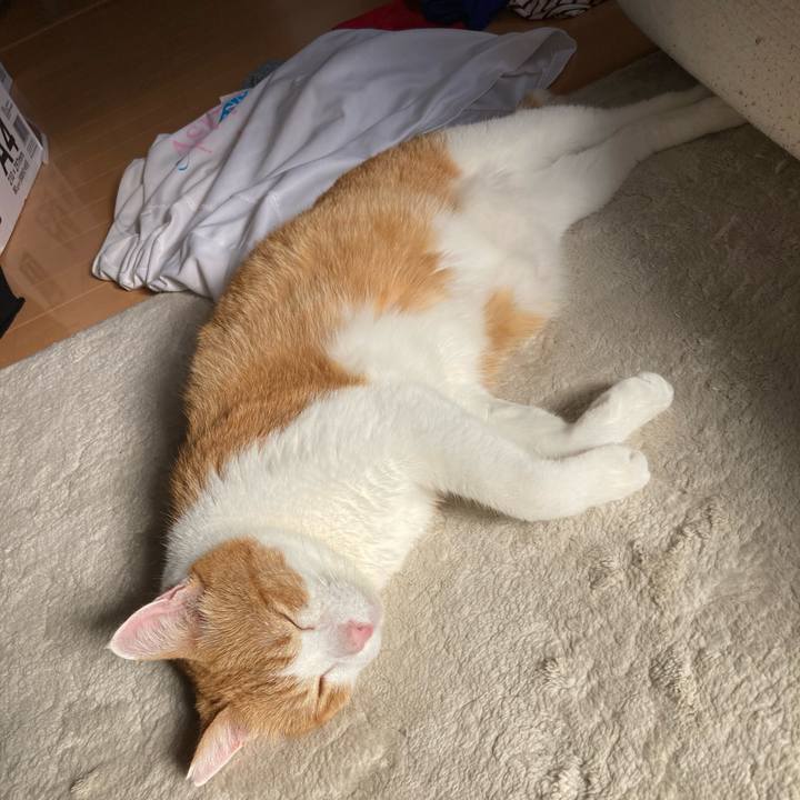 8def7d05 4a53 47a3 9b28 62cf43b2160c 1764649840266