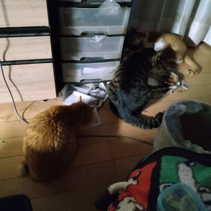 8def7e23 66ab 4f86 a638 3a6ed8407573 1741552850286