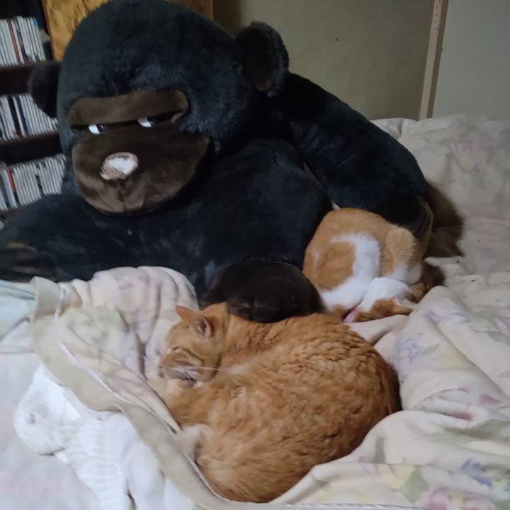 8df0c127 9fc2 4688 b085 6f597fc8c64d 1763451003696