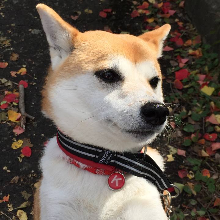 8df138ea b911 4283 a98c 186fa62a057e 1509331712870