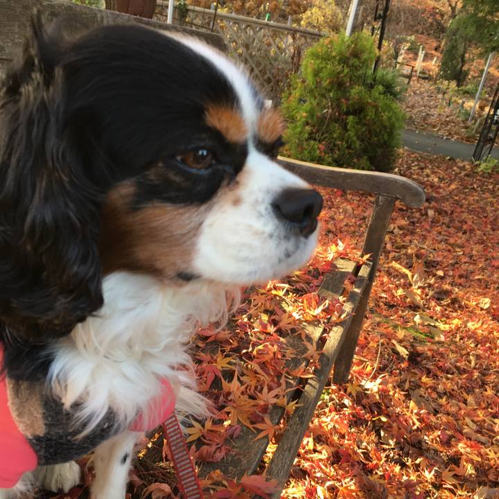 8df5fa99 ba54 4c34 8157 da5b7fb93588 1510550254686