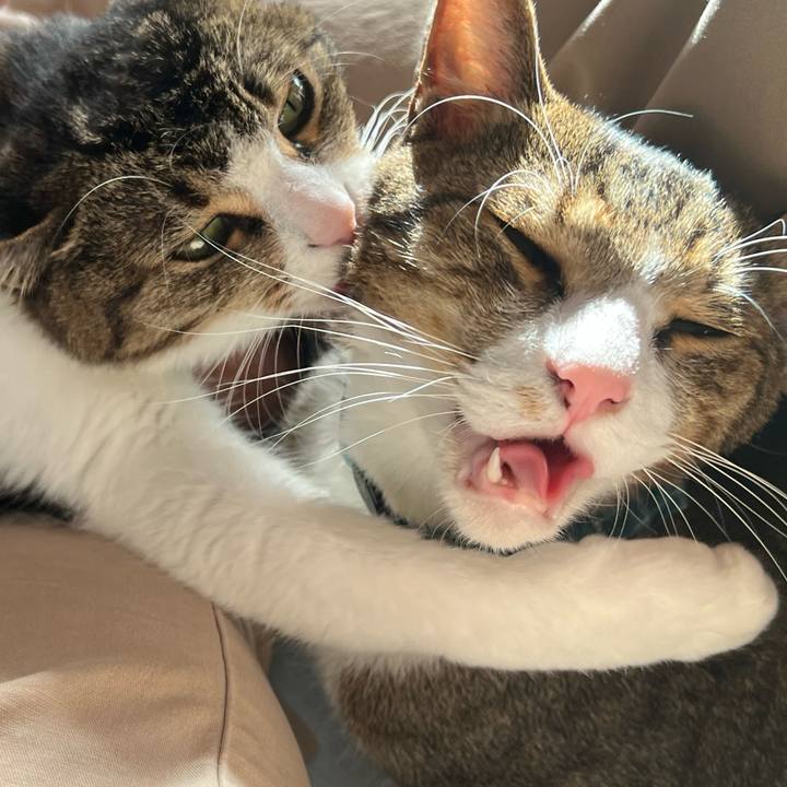 8dfd9aa5 7086 44a7 b745 83fbe262a3d1 1763527792467