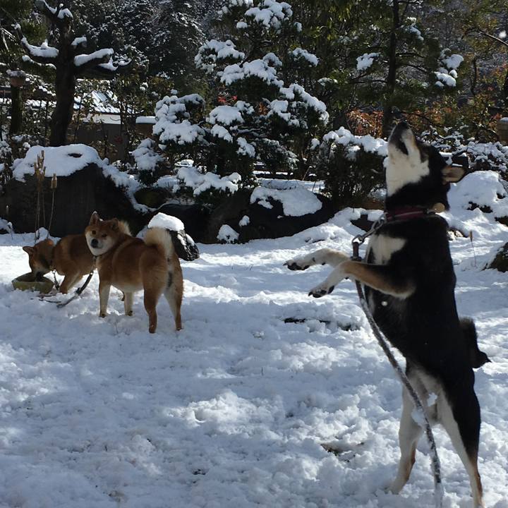 8e003e93 4769 4f58 8b9a cc433db2d331 1515139462911