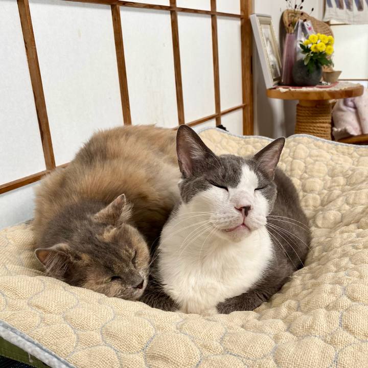 8e010ca1 b5fb 4869 8829 3a5dcc0e08d0 1758604795850