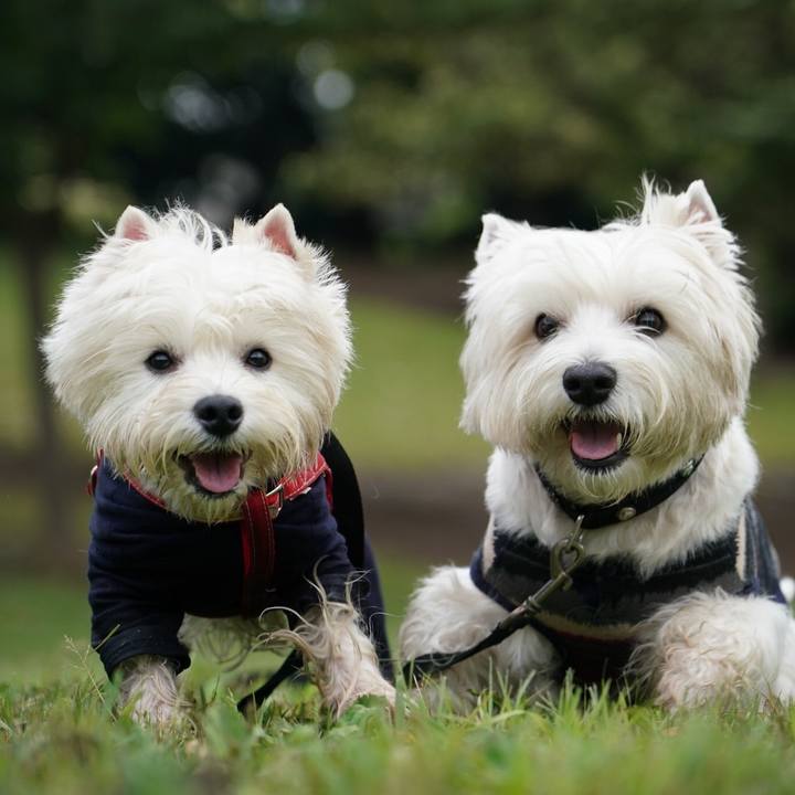 8e035c00 7427 43de 8725 29820815d7ac 1528890813843