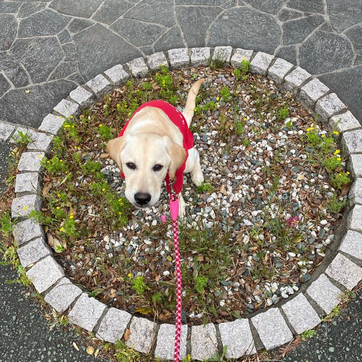 8e06c543 ae9f 41e1 91fc ddd49c6ec852 1619072560151