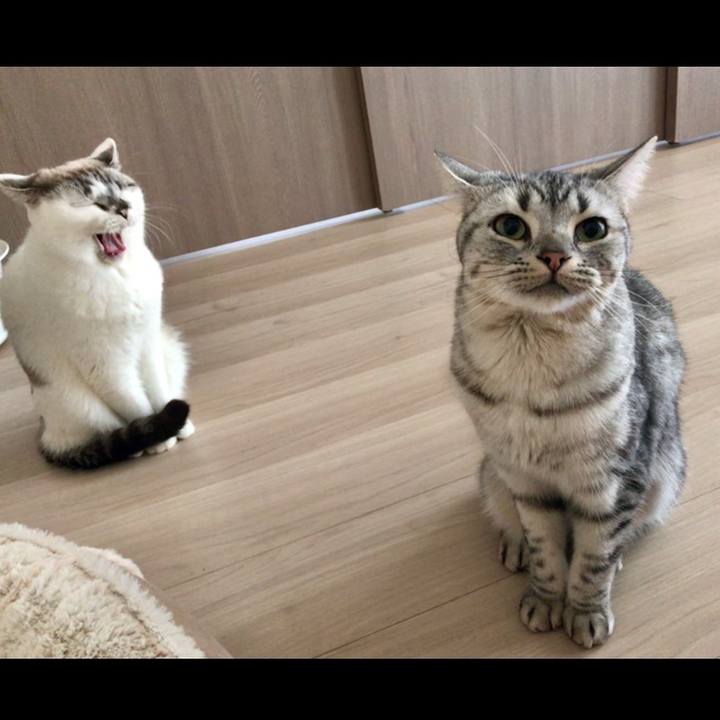 8e08019f f383 4a03 ae32 5dafd7887fe5 1512799896482