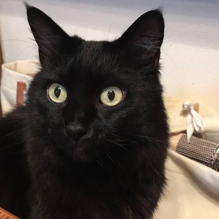 8e081aae 68de 47d2 89e9 c66609484125 1526039909073