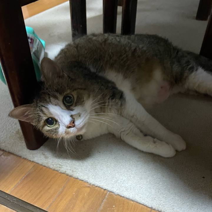 8e0bfb8b cc7c 4ed3 ac2b a2c809436a3d 1754737567624