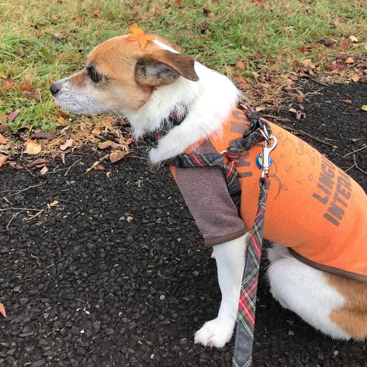 8e0f26d6 c401 479e 871c 6b9fc7a6583a 1543824300098