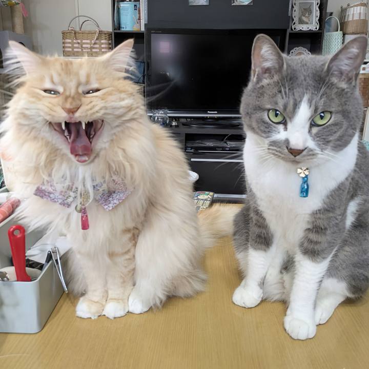 8e10a456 6ea8 428f a73a 9639babc2e50 1748767775330