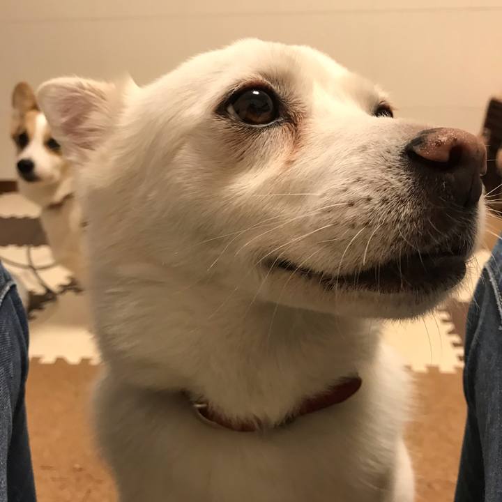 8e123636 41a4 4e9f bb66 3d7b960ac6a5 1543724971435